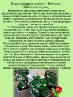 Клеродендрум Госпожи Томпсон