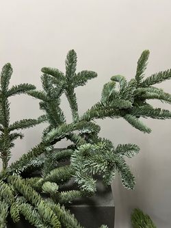 Ветка Нобилис 1 ветка