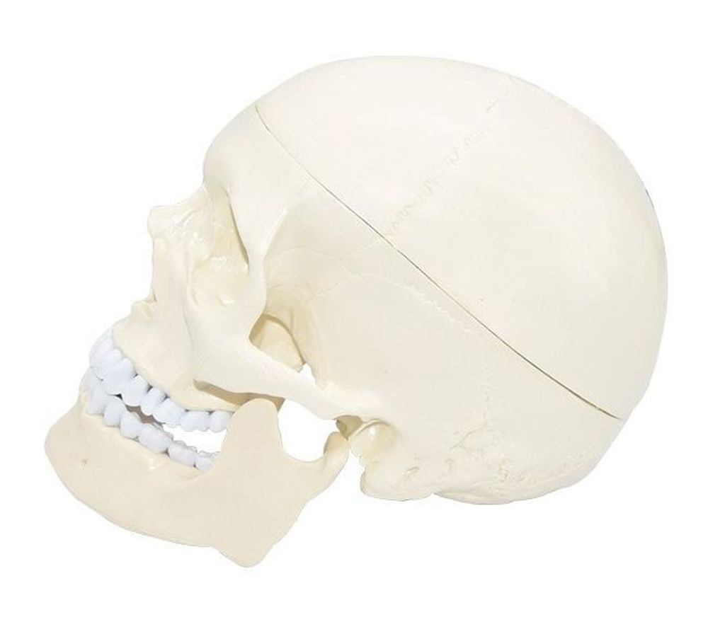 Анатомическая модель человеческого черепа 19.5*15*21см (белый)