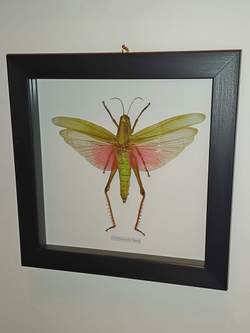 Кузнечик Chondracris в рамке