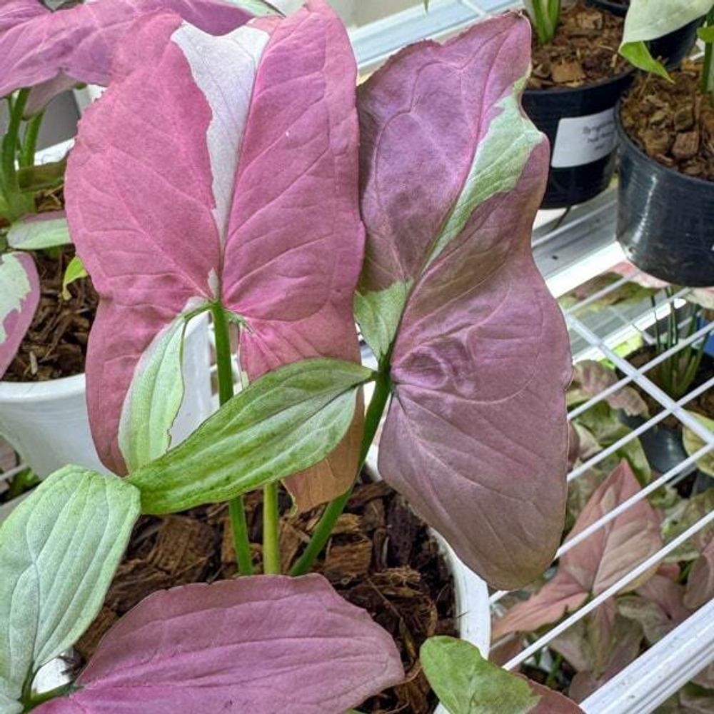 Сингониум RASPBERRY VAR