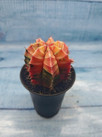 Gymnocalycium Variegata (Гимнокалициум Вариегатный)