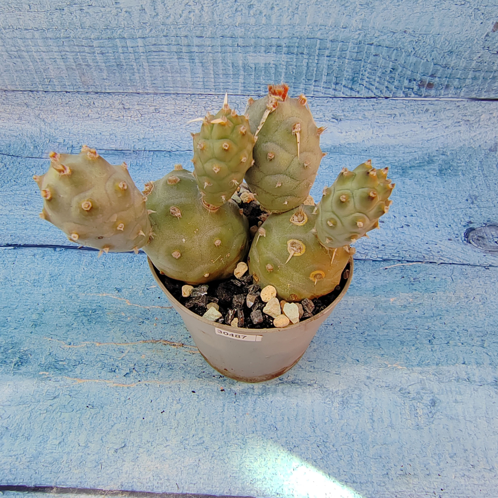 Tephrocactus Articulatus (Тефрокактус)
