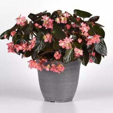 S2030 Бегония ампельная Dragon Wing Pink Bronze Leaf 5шт.