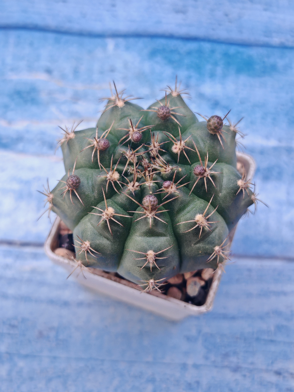 Gymnocalycium damsii (Гимнокалициум)
