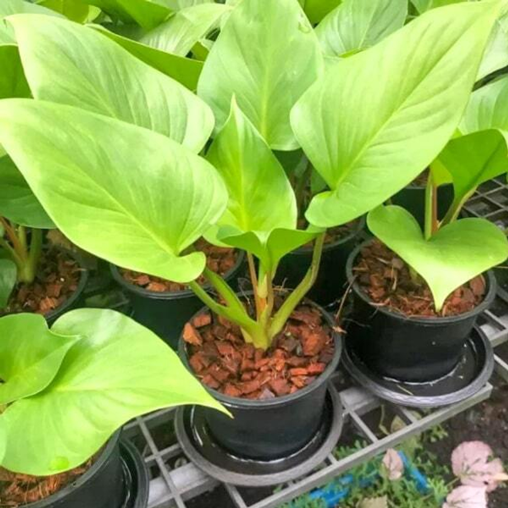 Хомаломена GOLD MOON (В29)