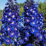 Дельфиниум Мэджик Фонтейн