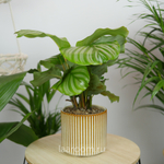 Калатея 12/40