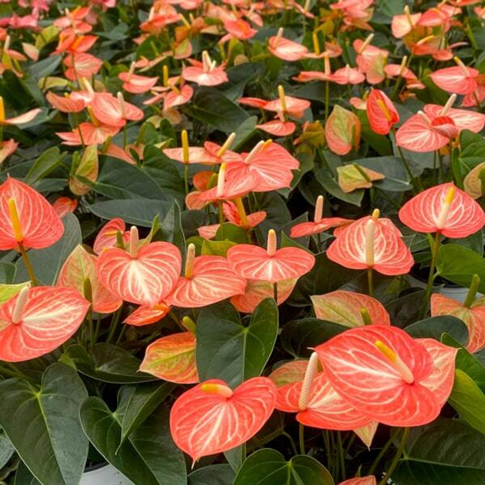 Антуриум Андрэ LIVIUM ORANGE