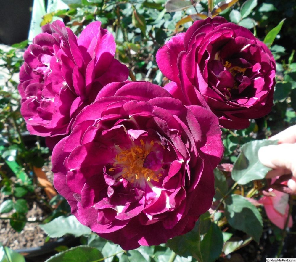 Роял Селебрейшн (Royal Celebration)