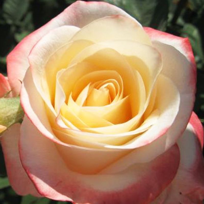 Роза чайно-гибридная Белла Перла "Belle Perle"