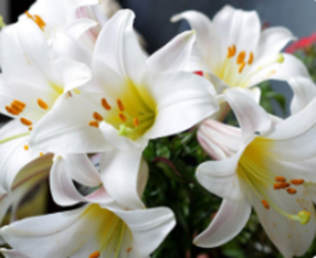Лилии