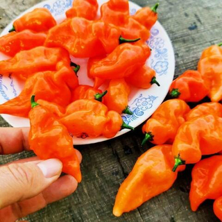 Сладкий Перец Хабанеро Хабанада - Pepper Sweet Habanero Habanada