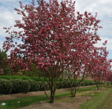 Яблоня "Rudolph"