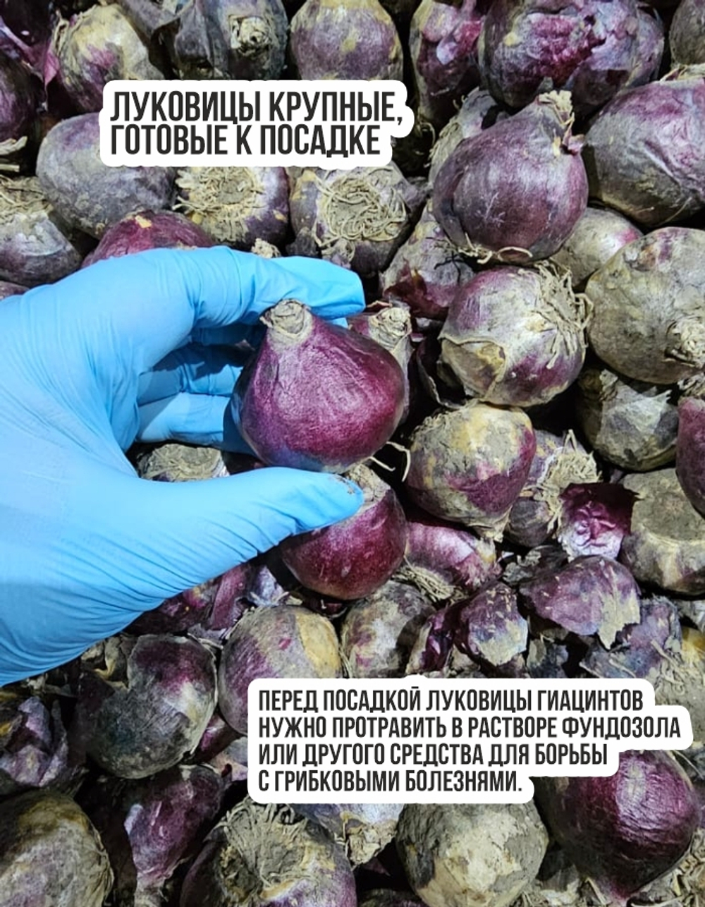Гиацинт Луковицы цветов, Микс сортов,12шт