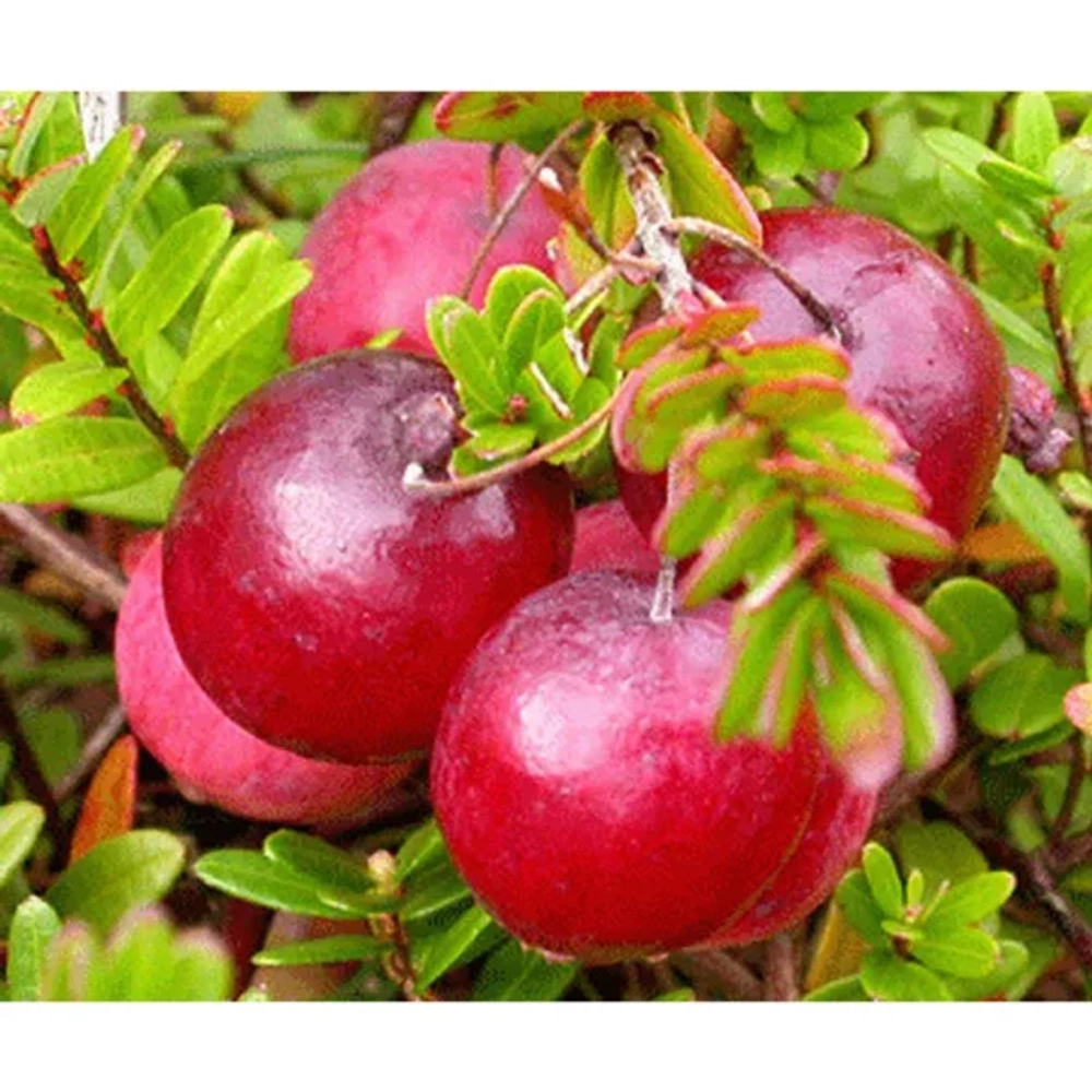 Стивенс (Stevens)