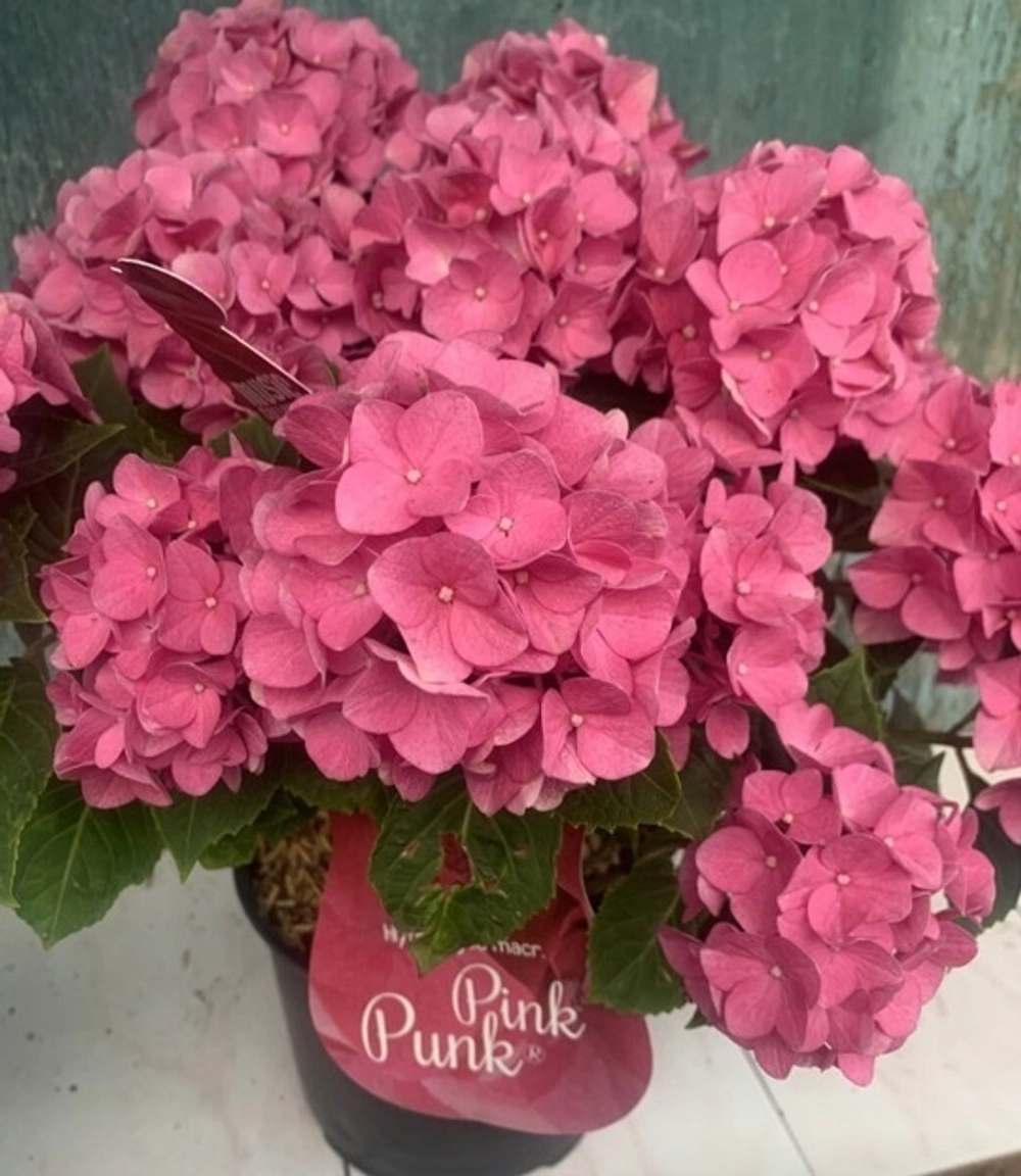 Pink Punk /  «Пинк Панк» (Стандарт поставки Р9)2025г