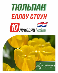 Тюльпан Луковица, Еллоу Стоун, 10шт