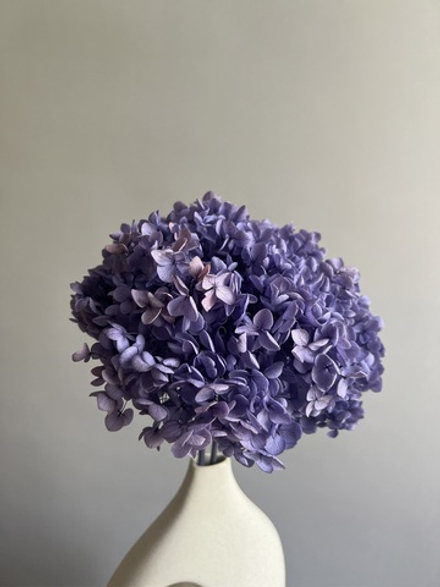 Гортензия стабилизированная сиренево—голубая градиент