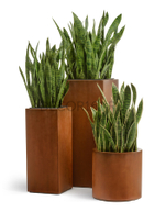 Кашпо TREEZ Effectory Corten Steel Цилиндр Бархатистая окись д-53 см, в-50 см 41.33-10-21-060-CS-53