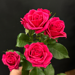 Роза кустовая Quincy 60 см / 1 шт