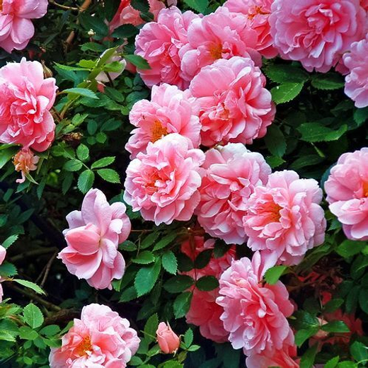 Роза канадская Джон Дэвис С4 Закупка М43 июнь 2026