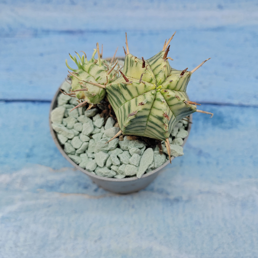 Euphorbia meloformis f. Variegated (Эуфорбия вариегатная)