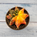 Gymnocalycium Variegata (Гимнокалициум Вариегатный)