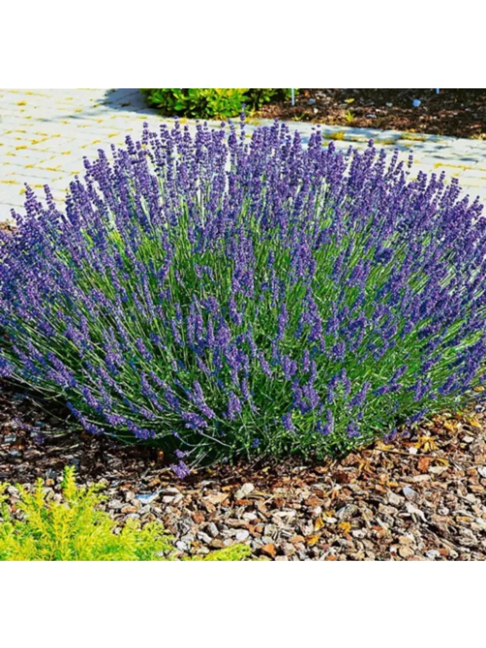 Лаванда узколистная многолетняя, Семена, (20 штук)
