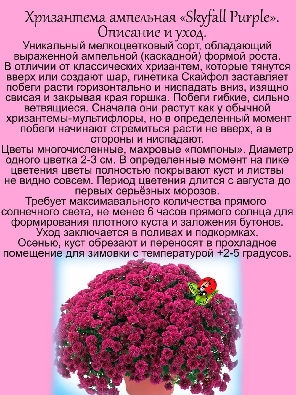 Хризантема Скайфол Пурпур ампельная