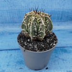 Astrophytum Myriostigma cv. Fukuryu (Астрофитум)