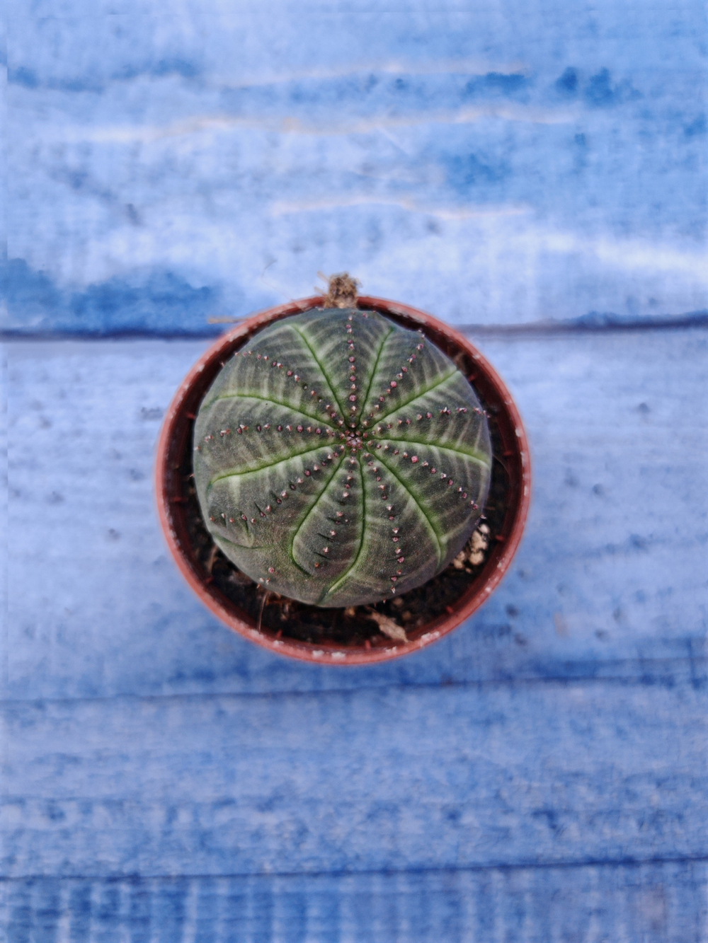 Euphorbia Obesa (Эуфорбия)