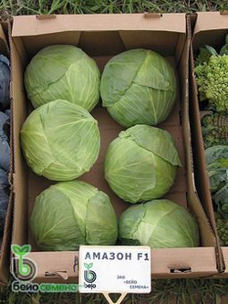 Капуста б/к Амазон F1 (100шт) Витагрин Профи