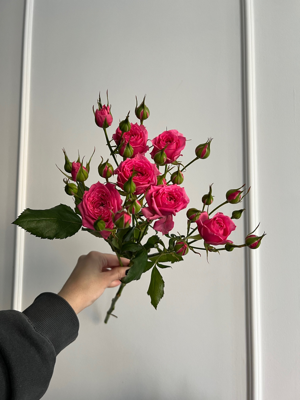 Пионовидная кустовая роза в ярко розовом оттенке