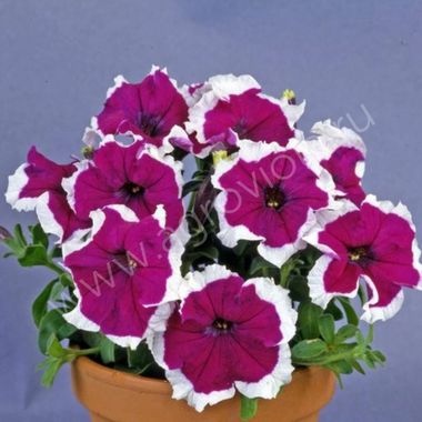 S60217 Петуния кустовая Multiflora Candy Velvet Picotee  100 шт.