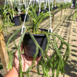 Хуперция H.CARINATA CON SQUARE 5"