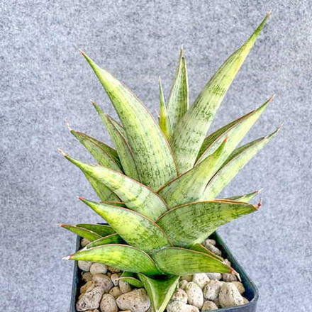 Сансевиерия ROCKMAN VAR