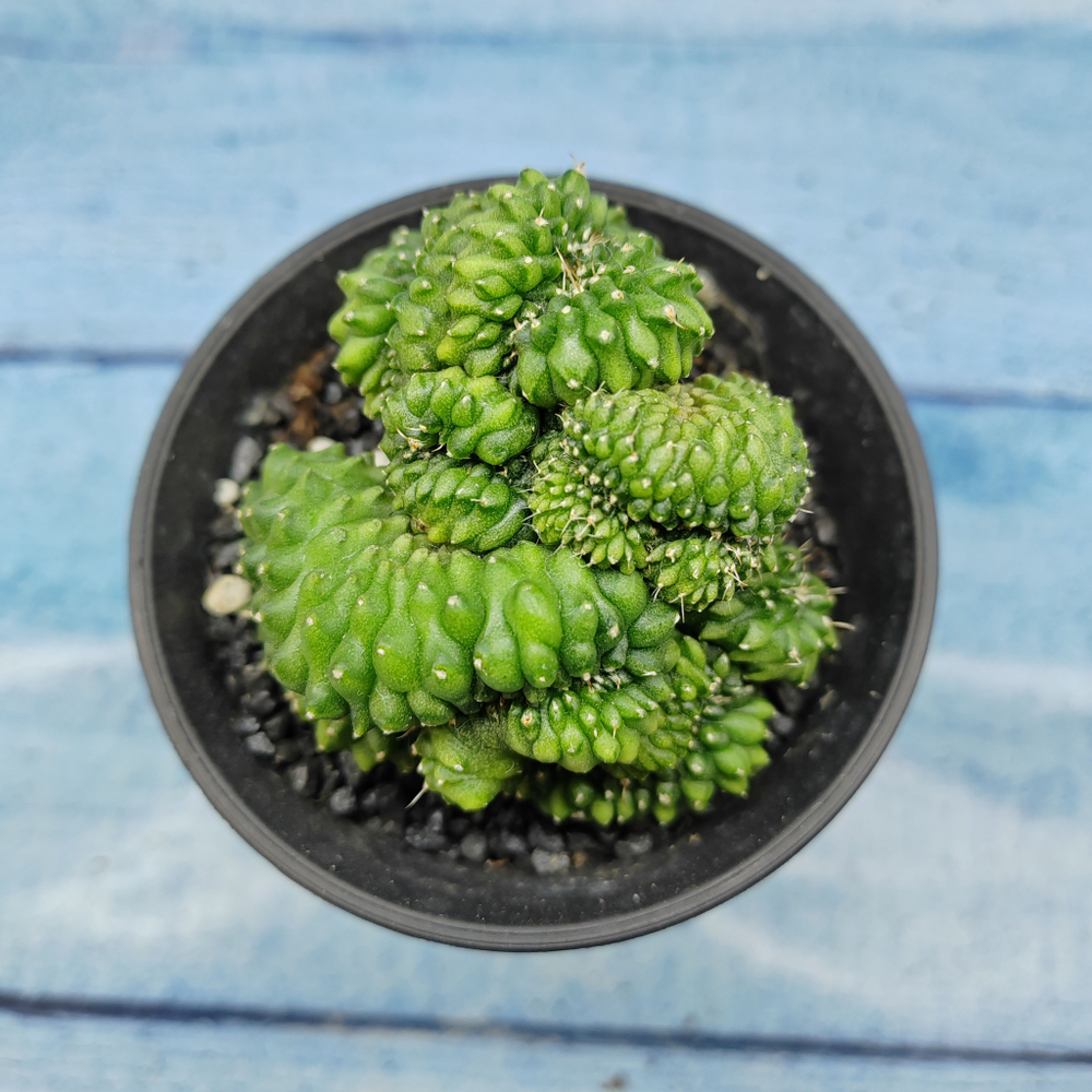 Gymnocalycium Spineless Crested form (Гимнокалициум Кристатный)