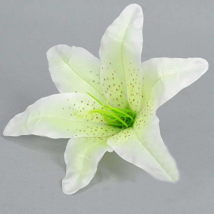 Лилия тигровая цветная