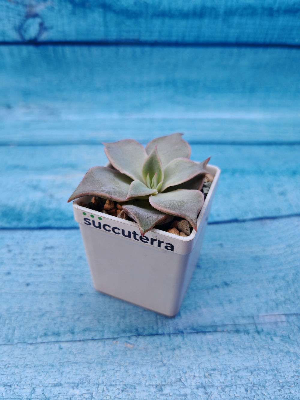 Echeveria Madiba (Эхеверия)