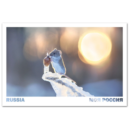 Мышь и замёрзший жёлудь, Воронежская область