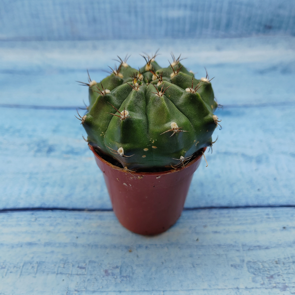Gymnocalycium Friedrichii (Гимнокалициум)