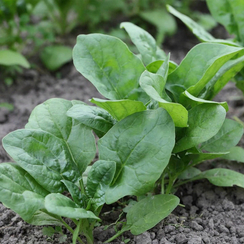 Гудвин семена шпината (Гавриш)