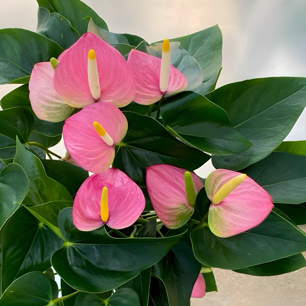 Антуриум Андре VIOLET LOVE