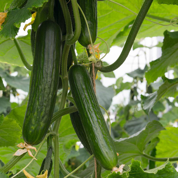 Йилдо семена огурца партенокарпического (Bejo / ALEXAGRO) культура