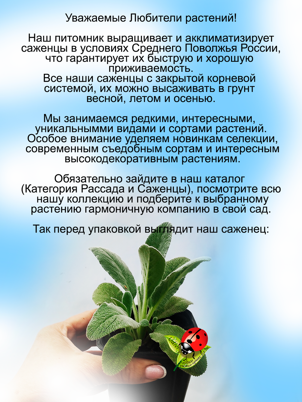 Чистец (овечьи ушки) многолетнее растение