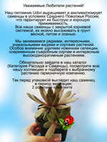 Молодило Аманда двухцветное каменная роза