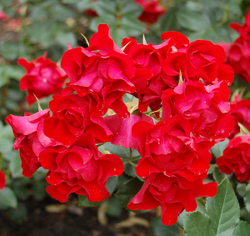 Роза Блэк Форест Роуз С7 Закупка М57 июнь 2026