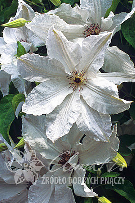 Клематис гибридный Бьютифул Брайд Закупка М33 апрель 2026