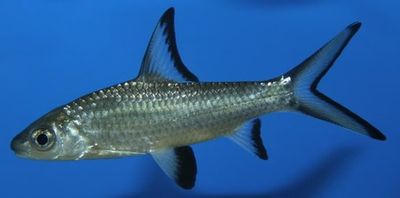 (2001)  Акулий балу(Balantiocheilos melanopterus балантиохейлус черноперый)